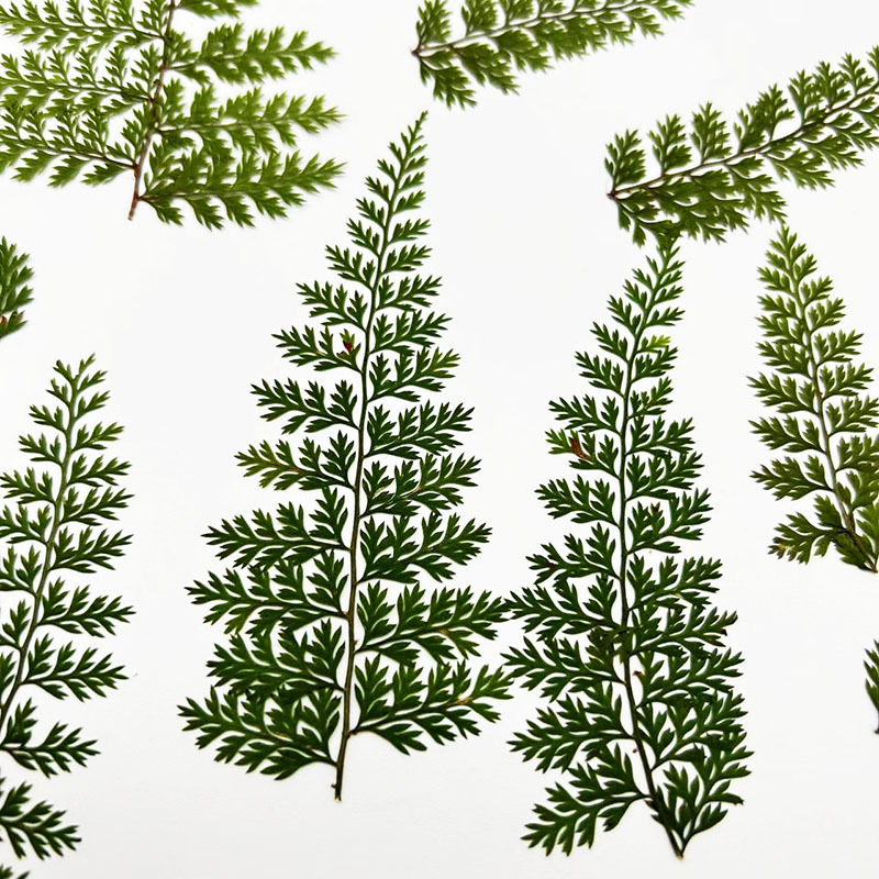 100個入り天然雨苔の葉標本、シダ植物DIY材料、フォトフレ - Resin Craft Ideas のレビューと価格