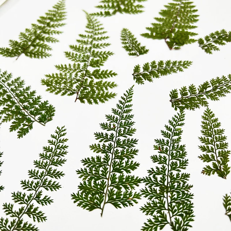 100個入り天然雨苔の葉標本、シダ植物DIY材料、フォトフレ - Resin Craft Ideas のレビューと価格